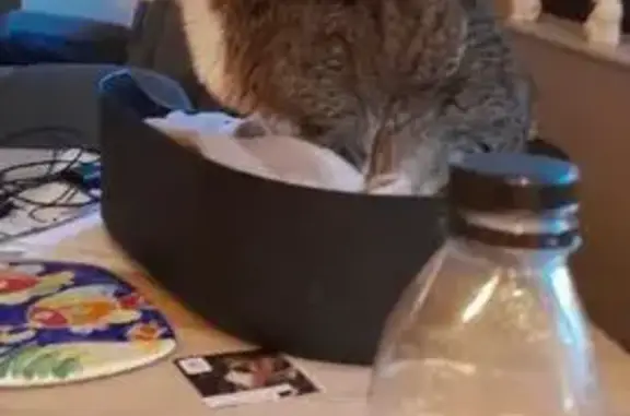 Animaux perdus , photo: Chat âgé malade perdu - Bonsecours
