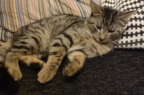 Animaux perdus Hermanville-sur-Mer, photo: Chat tigré perdu à Hermanville