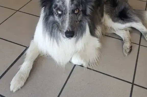 Chien mâle gris-blanc trouvé à Pau - photo