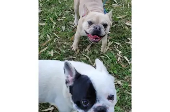 Lost French Bulldogs in Madison, TN - Help!