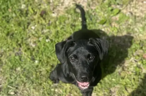 Lost Puppy Alert: Black Lab-Pit Mix - Meridian