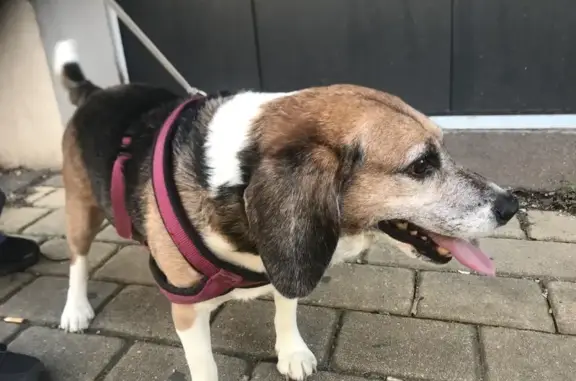 Chien trouvé Dreux, photo: Chien perdu au 99, Bois Sabot