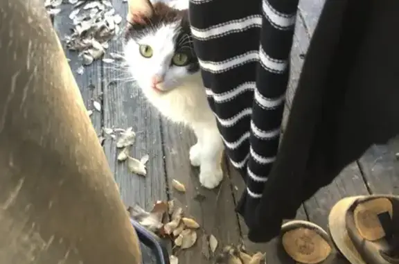 Chatte amaigrie trouvée à Saint-Paul - photo