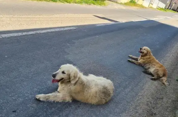 Chiens perdus à La Guedonnière - photo
