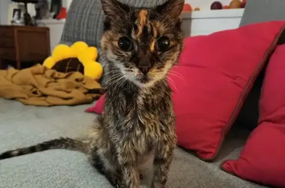 Chatte écaille trouvée maigre à Trouy - photo