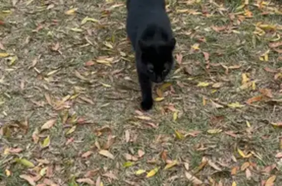 Lost Black Cat Jett - Friendly & Missed!