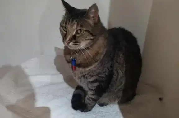Animaux perdus Valence, photo: Chatte tigrée Framboise perdue