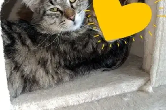 Chat perdu, , photo: Chatte grise type Maine Coon perdue