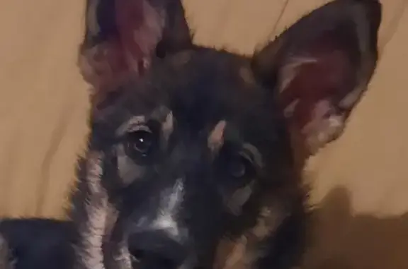 Azkubea, chiot perdu à Ascain - photo