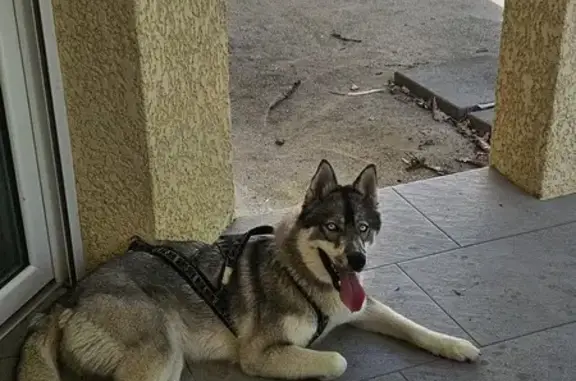 Chien trouvé Cunac, photo: Husky femelle perdu à Cunac