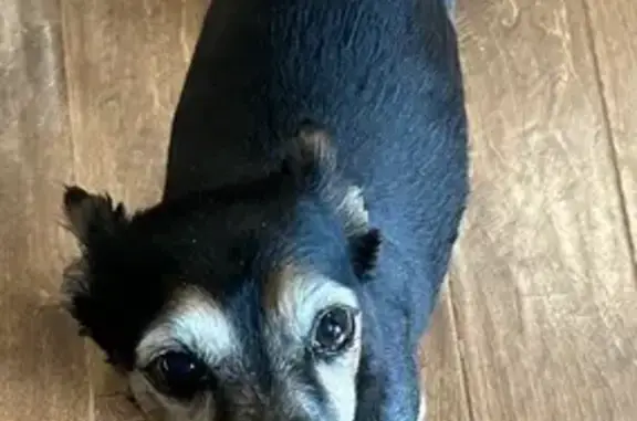 Lost Senior Chihuahua-Terrier Mix in Riverside!