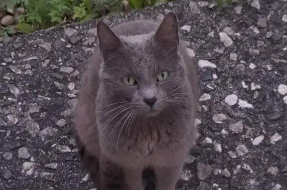 Chat errant gris à Soubise - photo