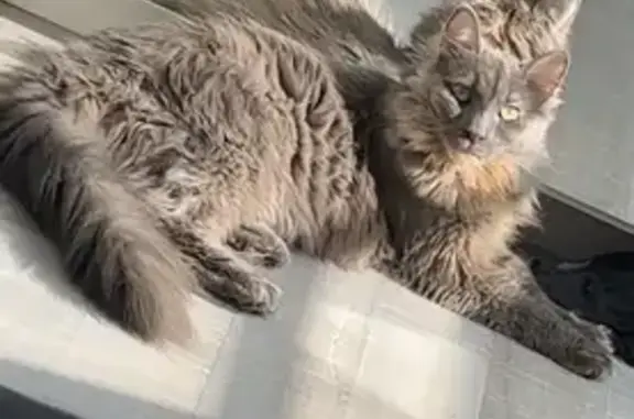 Animaux perdus Canteleu, photo: Yuumi, chatte perdue à Canteleu