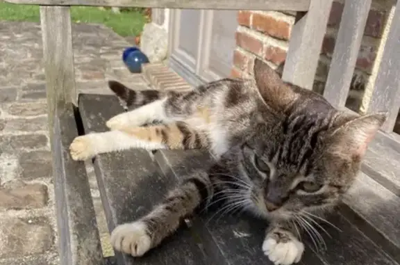 Chatte tigrée trouvée à Manerbe - photo