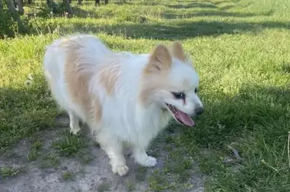 Spitz blanc/marron perdu - photo