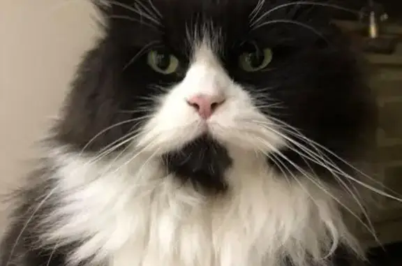 Chat perdu, , photo: Alerte: Chat de race volé à Mennessis