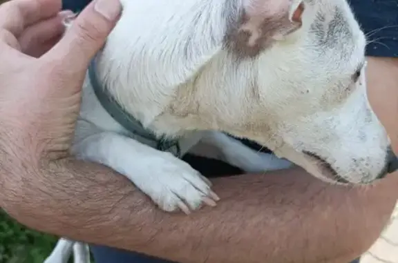 Petit chien blanc perdu à Gannat - photo