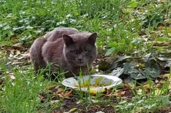 Chat mâle errant trouvé à Alençon - photo