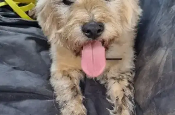 Chien beige perdu en forêt - photo