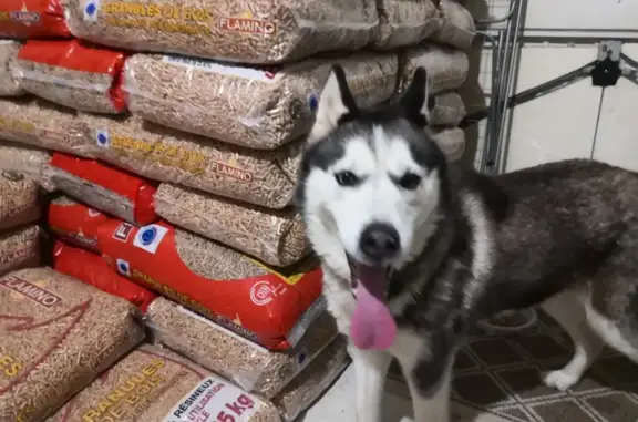 Chien femelle trouvé à Gémozac - photo