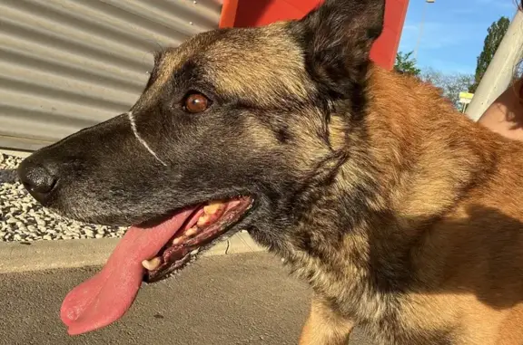 Chien perdu récupéré à Lons - photo