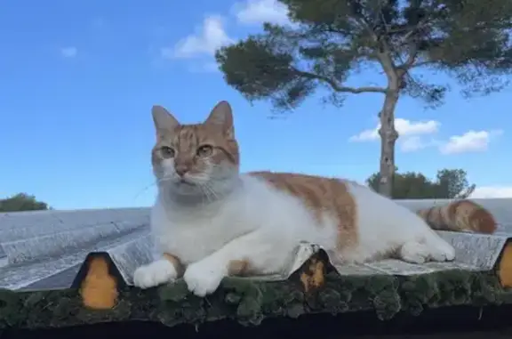 Chat perdu, Mouans-Sartoux, photo: Chat roux et blanc perdu, blessé