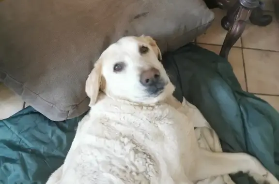 Chien blanc trouvé près d'Albiac - photo