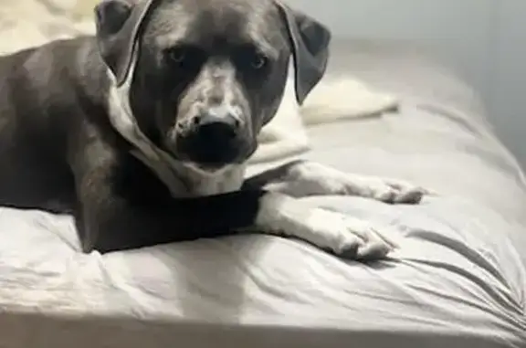 Lost Blue Pit in Boones Mill - Help Find Him!