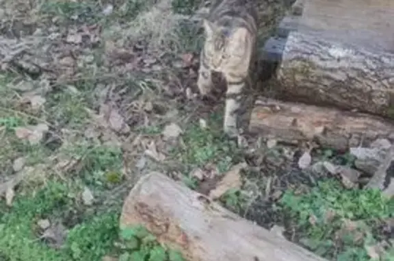 Animaux perdus Yzeure, photo: Chatte Babouche perdue à Yzeure