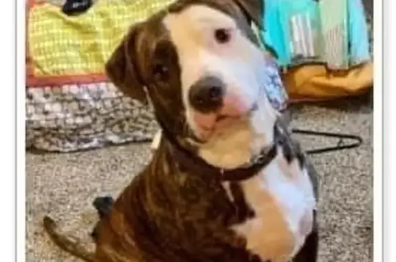 Lost Brindle Pit Mastiff Mix in Cadet, MO!