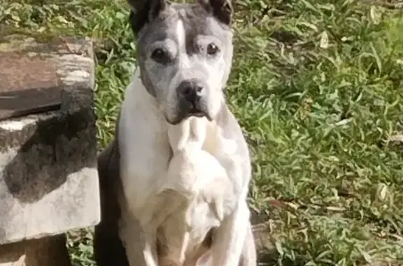 Chien perdu Saivres, photo : Chien âgé blanc/gris perdu à Saivres