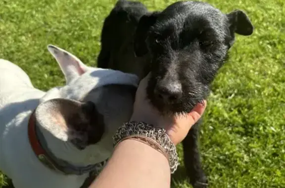 Chiotte perdue pleine sauvée - photo
