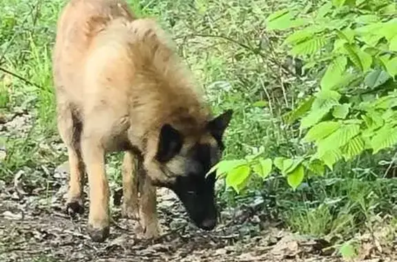 Chien berger égaré en forêt Dreux - photo