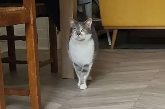Chat perdu - Allée Myosotis - photo