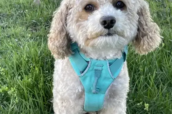 Lost Poodle Alert: Help Find Benji! Call Now