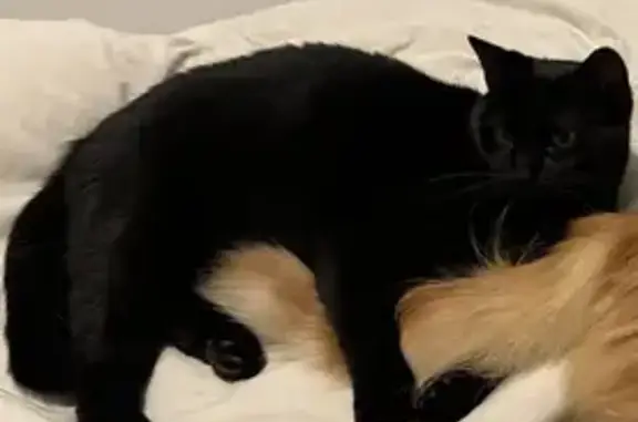 Animaux perdus , photo: Chat noir stérilisé perdu