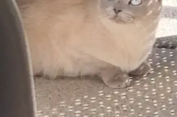 Animaux perdus Lyon, photo: Chatte Fendi perdue à Lyon