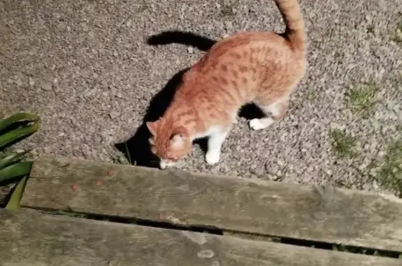 Chat trouvé , photo: Chat roux et blanc perdu - La Bouillie