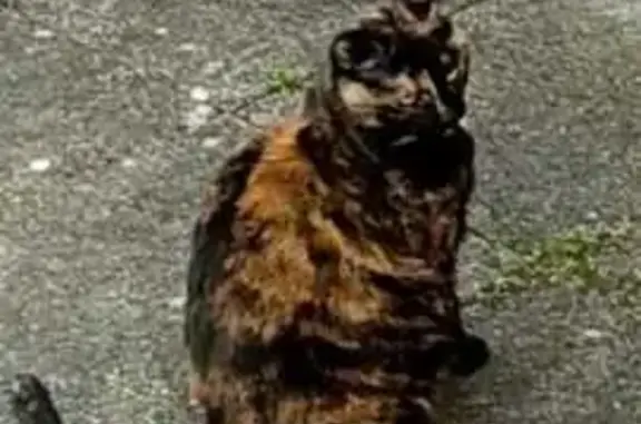Animaux perdus Laval, photo: Chatte tricolore perdue à Laval