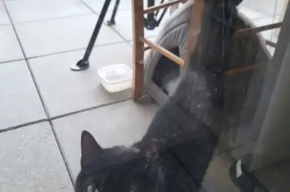 Chat jeune trouvé à Bassens - photo