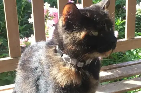 Animaux perdus , photo: Ananas, chat écaille, perdu