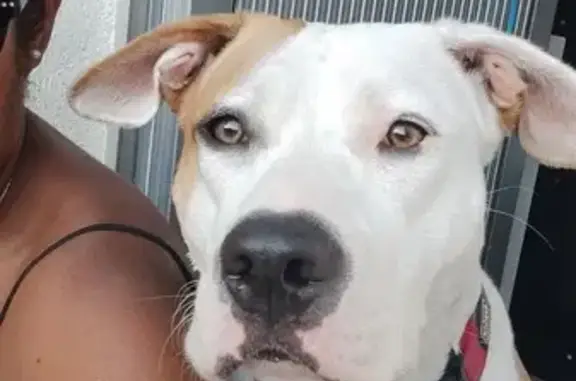 Chien perdu Vierzon, photo : Chienne Bully/Colley Perdue