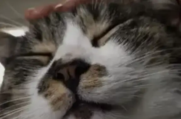 Animaux perdus Herbignac, photo: Chat tigré perdu à Herbignac