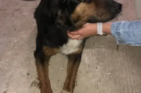 Chien trouvé , photo: Chien perdu à Saint-Urbain
