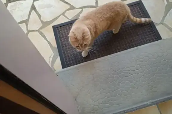 Chat trouvé Vezin-le-Coquet, photo: Chat perdu à Vezin retrouvé