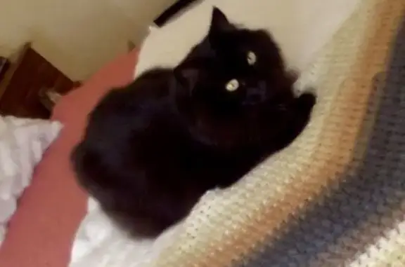 Animaux perdus Villeneuve-Tolosane, photo: Chatte Gypsie perdue à Villeneuve