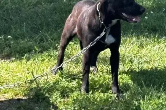 Animaux trouvés Sireuil, photo: Trouvée: Chienne noire/blanche Sireuil