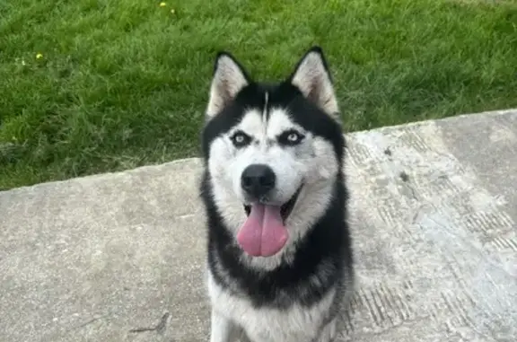 Chien trouvé Leval, photo: Husky mâle perdu retrouvé au 71 Leval