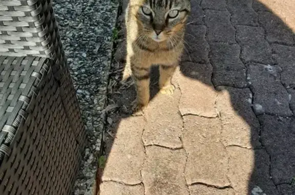 Chat perdu et affamé à Vasles - photo