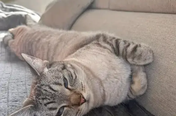 Animaux perdus Villenave-d'Ornon, photo: Chatte blanche et grise perdue